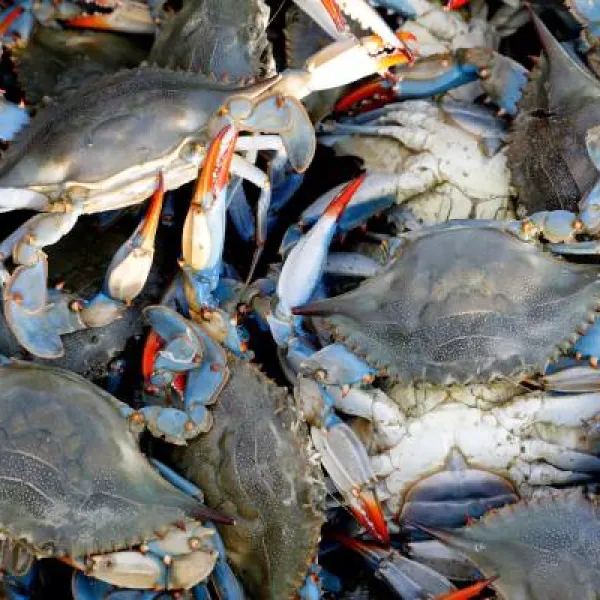 El cangrejo azul también es un problema en España