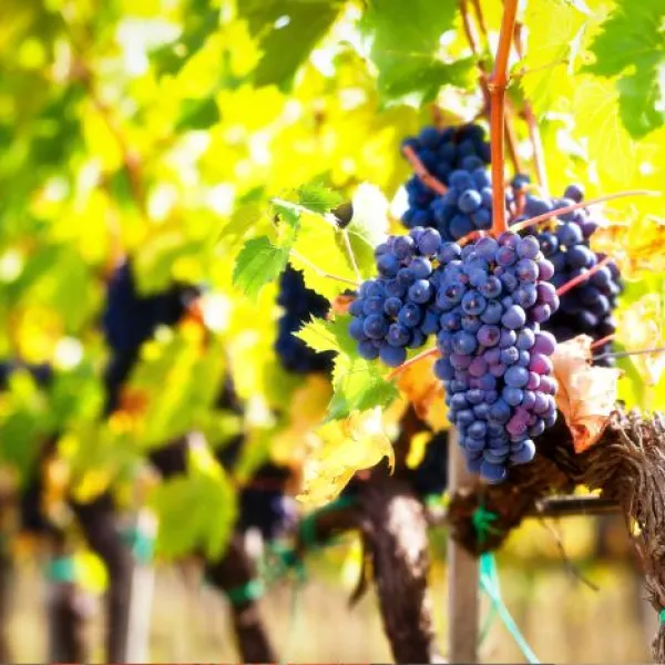 Racimo de uvas de vino tinto