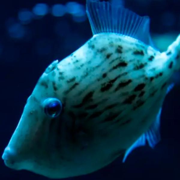 Por qué los peces no tienen pelo