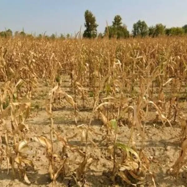Medidas para proteger a los productores de alimentos