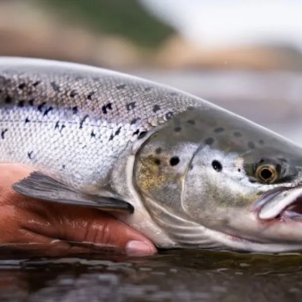 Salmón del atlántico