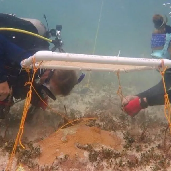 Investigadoras colocan sombrillas submarinas en un coral