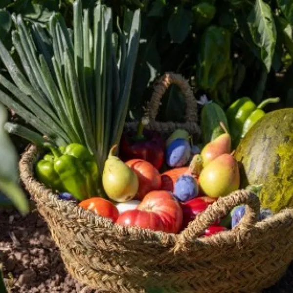 Consumo de verduras en escuelas