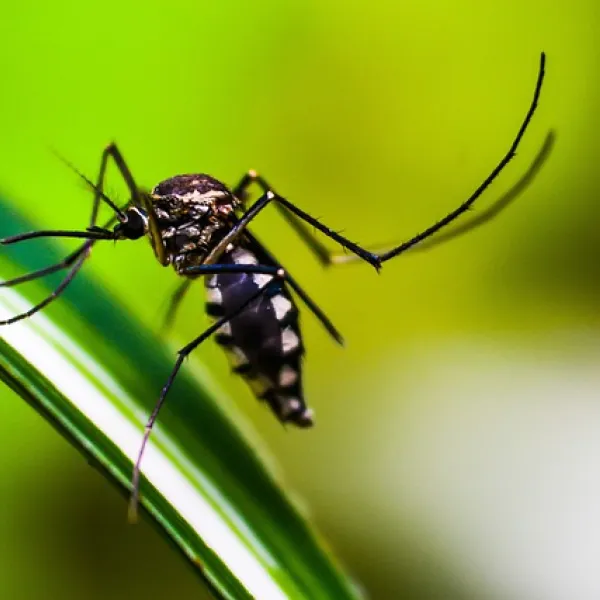 Los mosquitos, principales portadores del Dengue