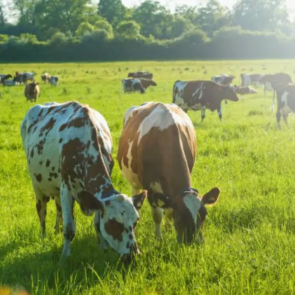 Un rebaño de vacas pastando en un campo