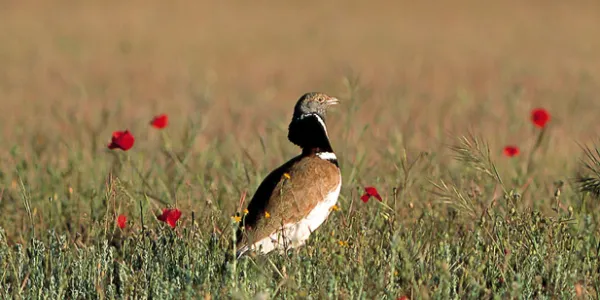 El sisón europeo, pasará a la lista de animales protegidos