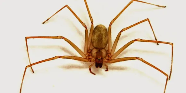 Araña violinista
