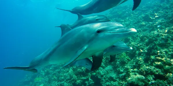 La marea roja mata a los Delfines