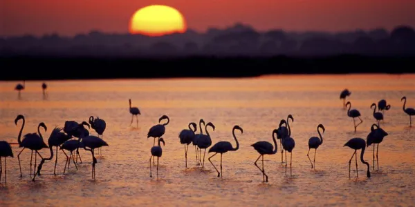 Atardece en Doñana, el sol en el horizonte se refleja en las marisma creando una sobra entre los flamencos // Diario de Huelva