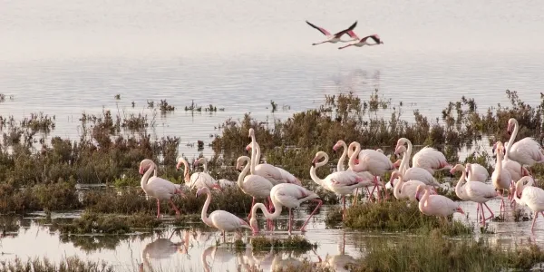 Doñana