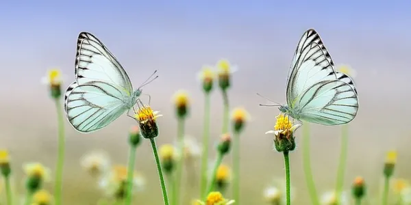 Escamas de mariposas