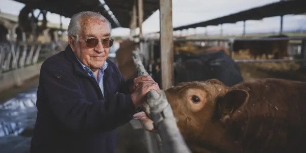 Juan Francisco, al lado de sus vacas. 