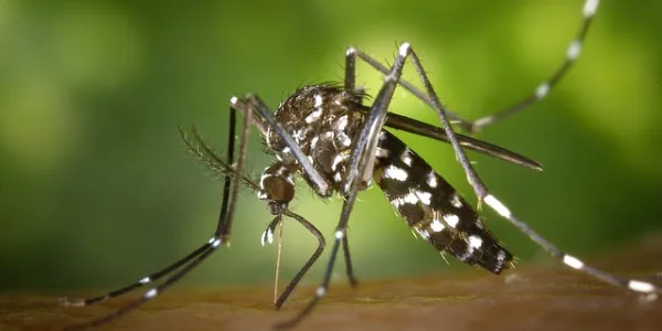 Mosquito tigre