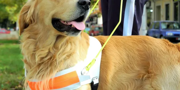 Un feliz perro guía