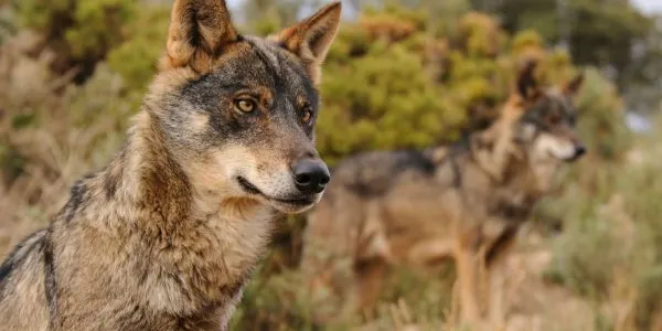 Si el ganado corre riesgos, la caza del lobo ibérico estará justificada
