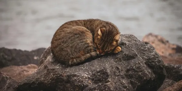 Gato sobre una roca