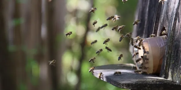 Abejas