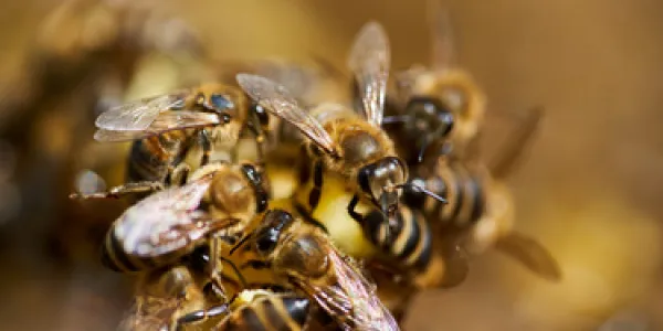 Las abejas con ley en el Amazonas