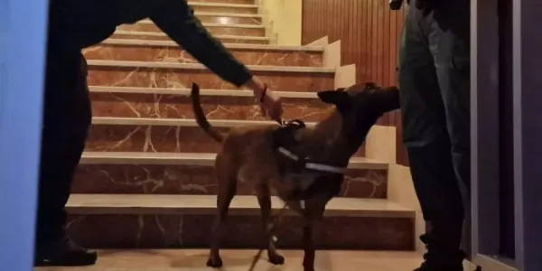 Perro policía