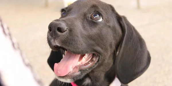 Adoptar animales es una decisión importante 