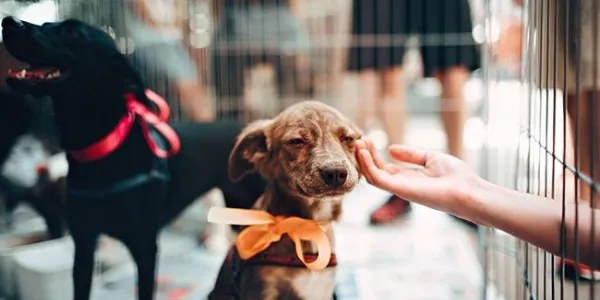 La adopción de animales es crucial