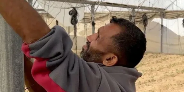 Noticias de la ONU Los agricultores de Gaza están preparando los invernaderos agrícolas para la siembra, realizando trabajos esenciales de restauración y preparación del suelo para reanudar la producción y reactivar los ciclos de cultivo tras períodos de interrupción.