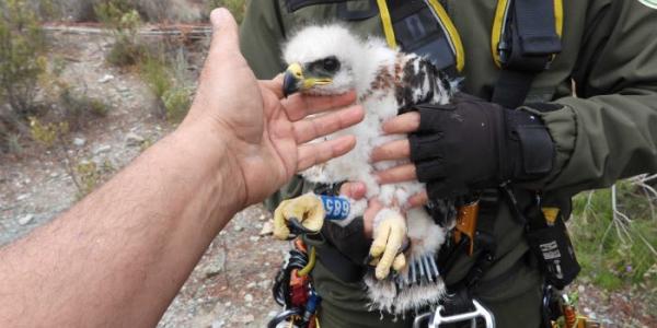 Pollo de águila de Bonelli extraído de un nido de Andalucía para su traslado 