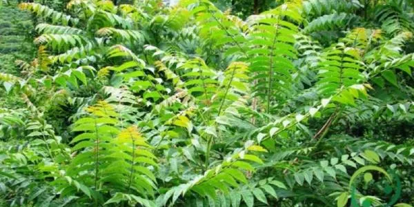 Este es el ailanto, el árbol procedente de China