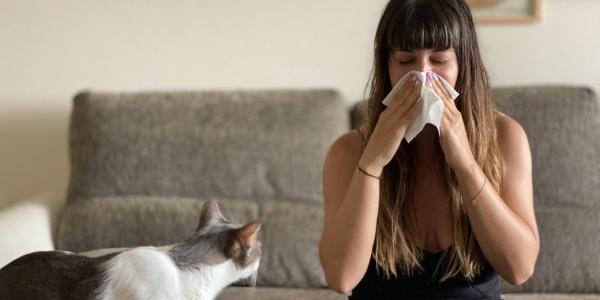 Los gatos hipoalergénicos