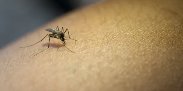 mosquito