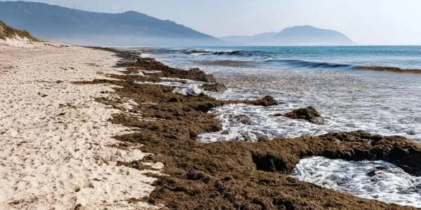 El alga invasora en las costas españolas