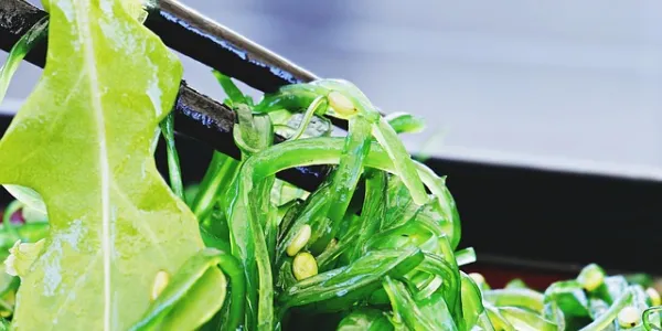 Algas en una ensalada