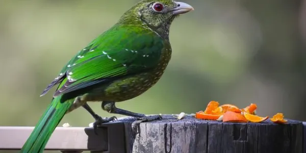 Alimentar aves durante la cuarentena