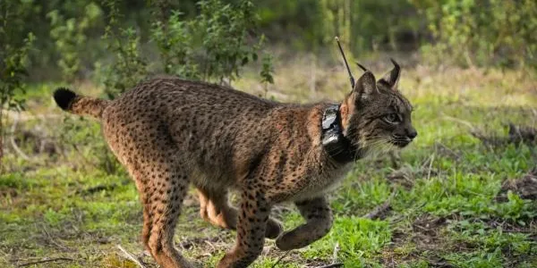 Ejemplar de lince ibérico (Lynx pardinus)