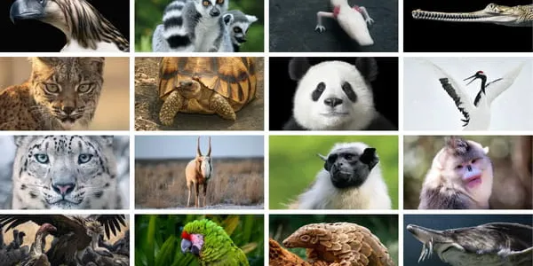 Caza de especies en el 2026