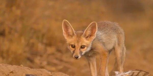 zorro de Rüppell, animal que se adapta bien al calor extremo del cambio climático