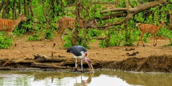 El marabú africano es un ave carroñera
