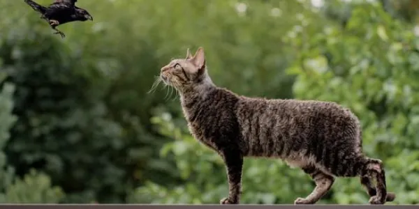 Animales de ciudad y medio rural
