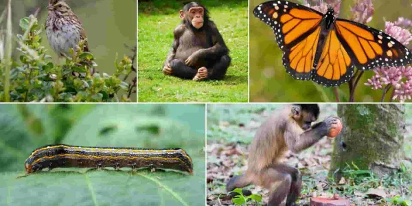 Cómo se automedican los animales