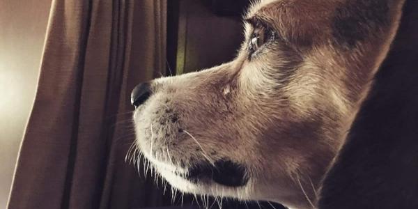 Animales domésticos en situación de violencia familiar