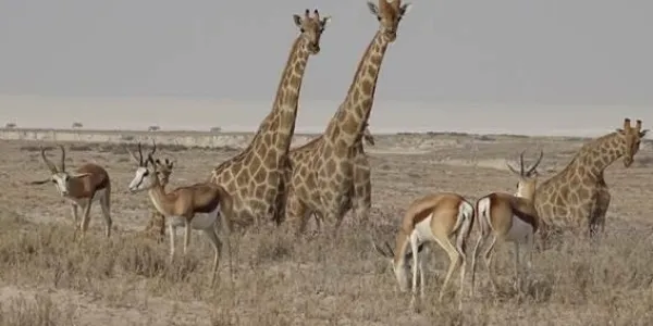 Las jirafas son animales que cuentan con un estampado en sus pieles