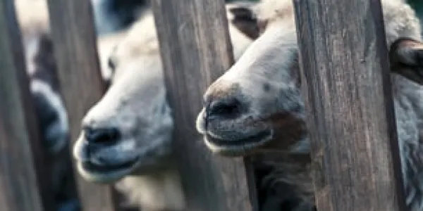 Las exportaciones de animales vivos es un delito actual