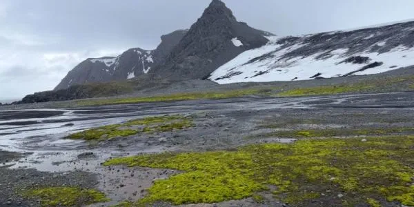 Zona de enverdecimiento en isla Livingston en enero de 2026 