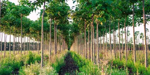 Plantación de árbol Kiri