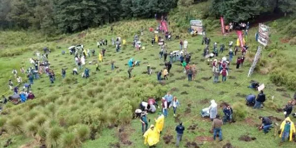 España restaurará con nuevos árboles la naturaleza