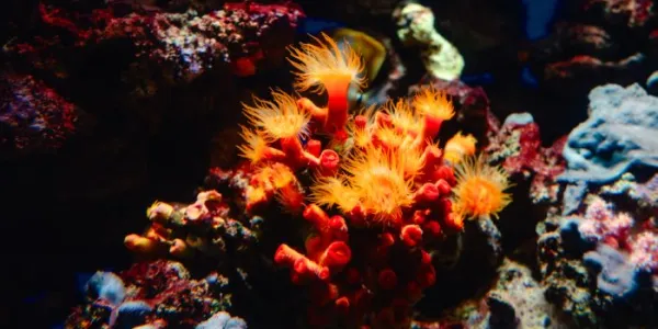 Coral