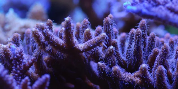 Arrecifes de coral 