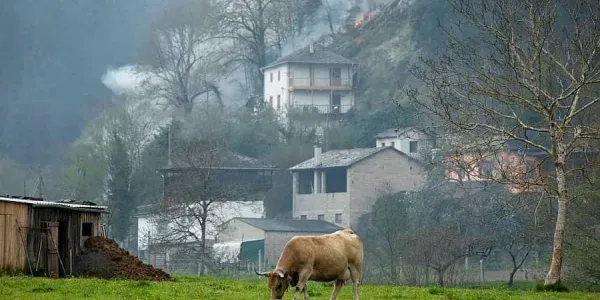 Asturias, el pastoreo y los incendios