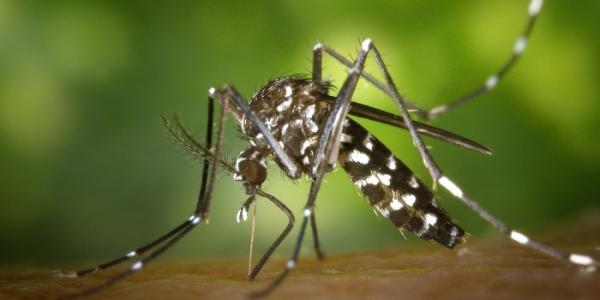 Un ejemplar de mosquito tigre 