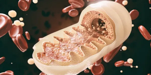 Representación de una mitocondria, con el ADN y los ribosomas 